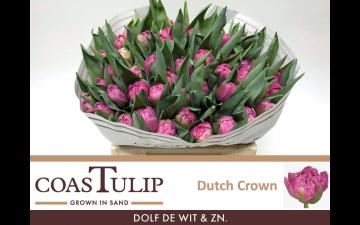 Dutch Crown